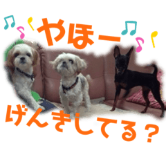 [LINEスタンプ] 我が家のわんこ達（シーズー＆ミニピン）