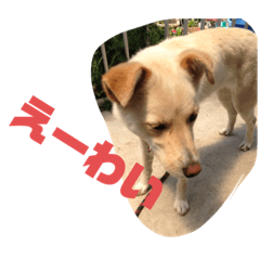 [LINEスタンプ] ゴリゴリ伊予弁の愛犬コロン(中予ver)