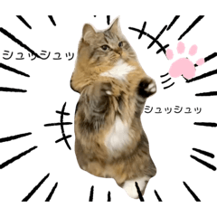 [LINEスタンプ] 短足マンチカンのクリスタちゃん♀8