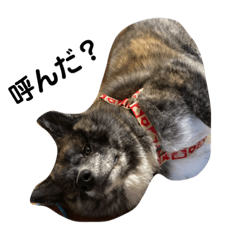 [LINEスタンプ] 愛犬 秋田犬はじめくん