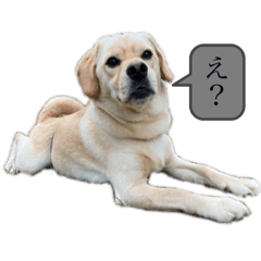 [LINEスタンプ] らーさんの日常