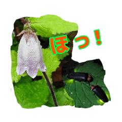 [LINEスタンプ] 丁寧語と山野草