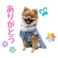 [LINEスタンプ] 今井家のくーちゃん