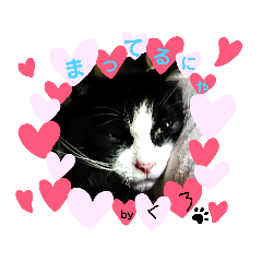 [LINEスタンプ] 保護猫黒ちゃんの幸せ