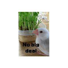 [LINEスタンプ] 文鳥と共に