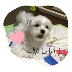 [LINEスタンプ] いつでも使える犬スタンプ‼️可愛いーー