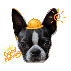 [LINEスタンプ] ボストンテリアのテディスタンプ 太字編