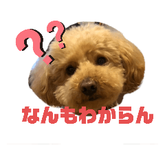 [LINEスタンプ] きみどこの子？うちの子もーちゃん