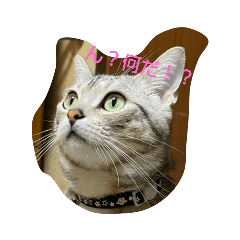 [LINEスタンプ] 可愛いにゃん太郎
