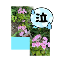 [LINEスタンプ] miehanaphoto