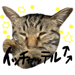 [LINEスタンプ] Himoneko2