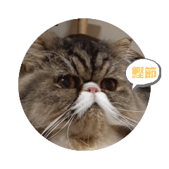 [LINEスタンプ] Chachagon