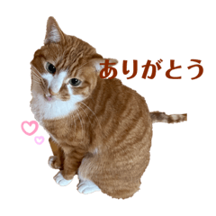 [LINEスタンプ] 茶トラ白猫むぎおのひょうきんスタンプ