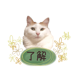 [LINEスタンプ] 猫のかりん【娘が使う用のやつ】