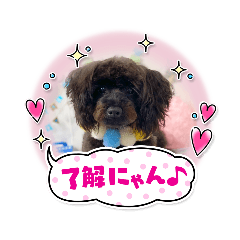 [LINEスタンプ] シュナプー※めろめろ※スタンプ