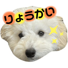 [LINEスタンプ] 丸男くんスタンプ2