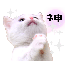 [LINEスタンプ] 短い言葉のネコ！短足だってイイじゃん♪