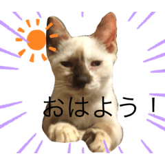 [LINEスタンプ] 可愛いよぉ〜うちの猫