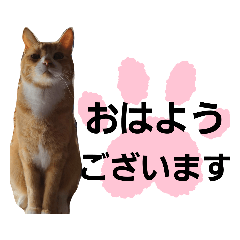 [LINEスタンプ] 我が家の猫ちゃんs