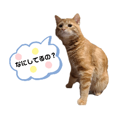 [LINEスタンプ] 元保護猫のぬぅとじゃじゃ丸