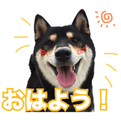 [LINEスタンプ] 黒柴 小豆（あずき）のスタンプ