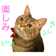 [LINEスタンプ] 我が家のおっとりスコちゃん