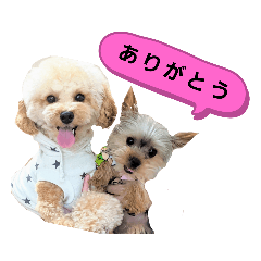 [LINEスタンプ] トイプーのラテ＆ヨーキーのココ
