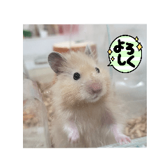 [LINEスタンプ] わらびくんのハムハムスタンプ