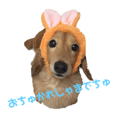 [LINEスタンプ] ダックスフンドポコちゃん