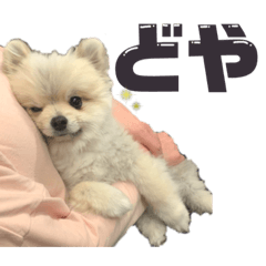[LINEスタンプ] ポメラニアンのしゅうくん。