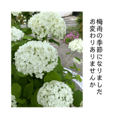 [LINEスタンプ] 梅雨時期の紫陽花スタンプ