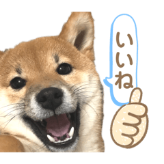 [LINEスタンプ] 柴犬コロンちゃんの日常スタンプ