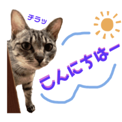 [LINEスタンプ] とら日記5