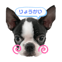 [LINEスタンプ] ぷちょぶる