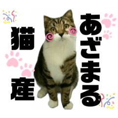 [LINEスタンプ] ねこ挨拶すたんぷ   2