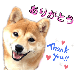 [LINEスタンプ] 豆柴 はなちゃん
