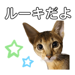 [LINEスタンプ] 【人気】アビシニアン ルーキくん