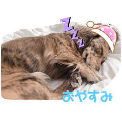 [LINEスタンプ] あしゅこのすたんぷ
