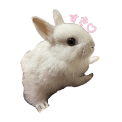 [LINEスタンプ] ネザーランドうさぎのおもち。