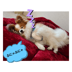 [LINEスタンプ] ぱぴぱぴパピヨン27
