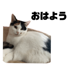 [LINEスタンプ] おれらの猫たち2