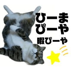[LINEスタンプ] ねこ挨拶すたんぷ 3