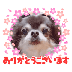 [LINEスタンプ] 優しく潤うリンちゅお嬢様の画像（メイン）