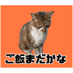 [LINEスタンプ] うちのグラちゃん