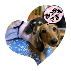 [LINEスタンプ] ダックス と セキセイインコの日常 1