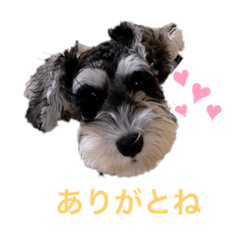 [LINEスタンプ] ミニチュアシュナウザーのヴェスくん①