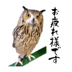 [LINEスタンプ] 濱田家Animals