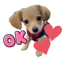 [LINEスタンプ] れおすたんぷぅ。