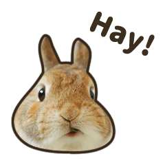 [LINEスタンプ] What's up, Everybun！ 2