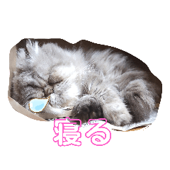 [LINEスタンプ] タヌキ猫とねずみ